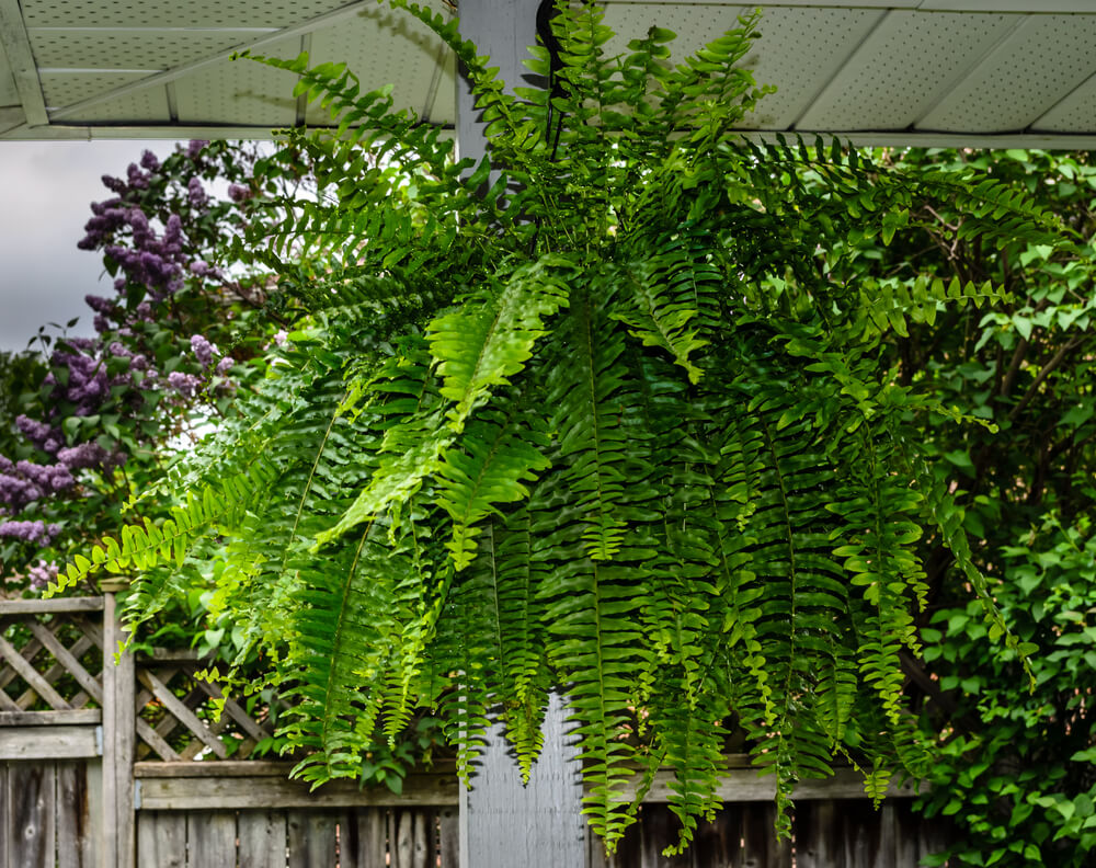 Asplenium nidus