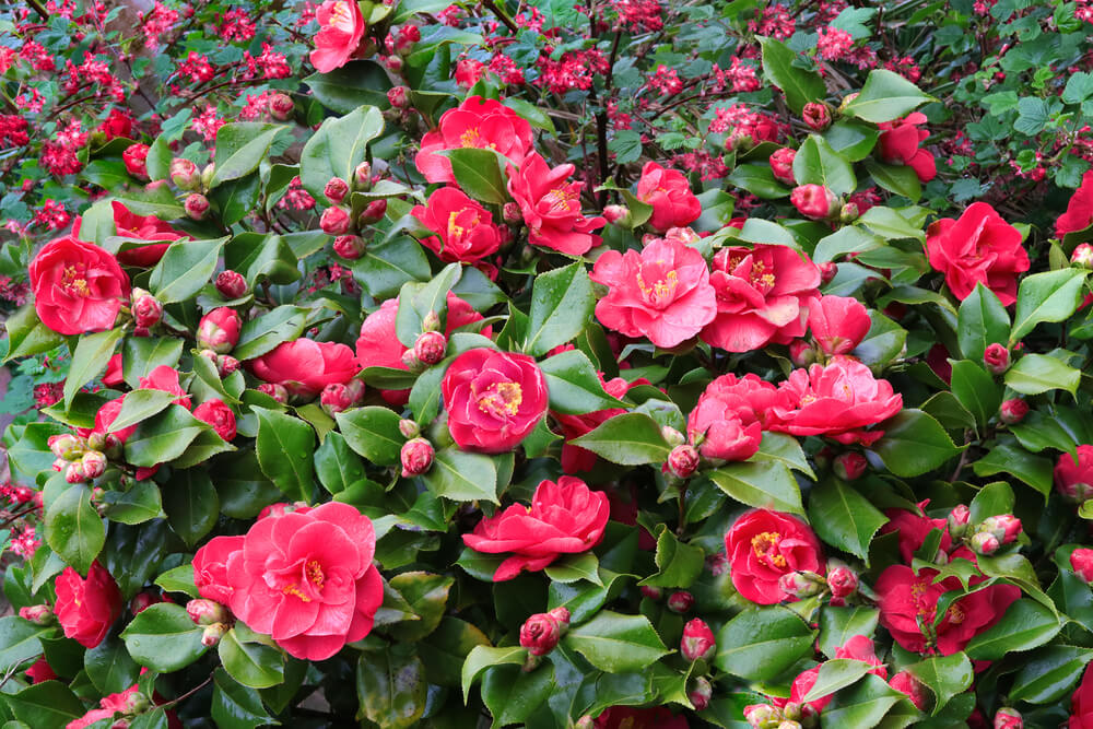 Camellia japonica