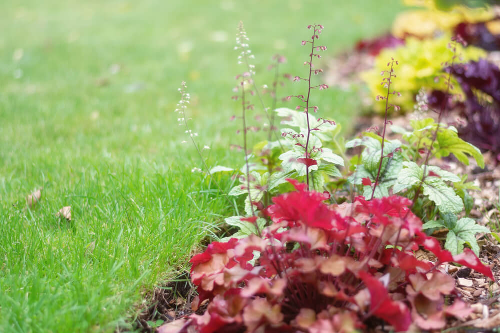 Heuchera americana