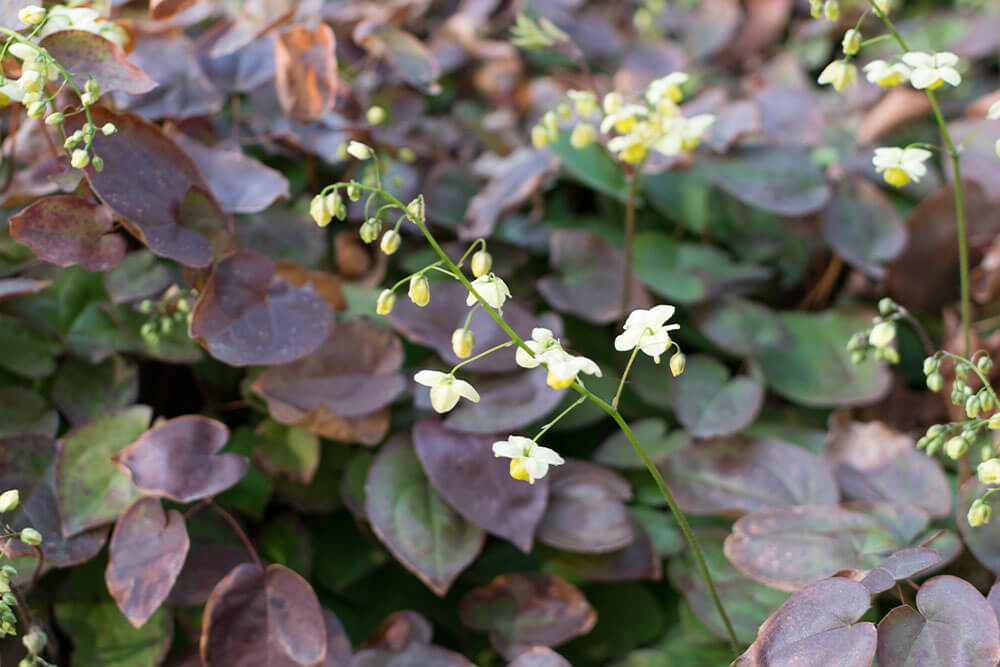 How to grow epimedium