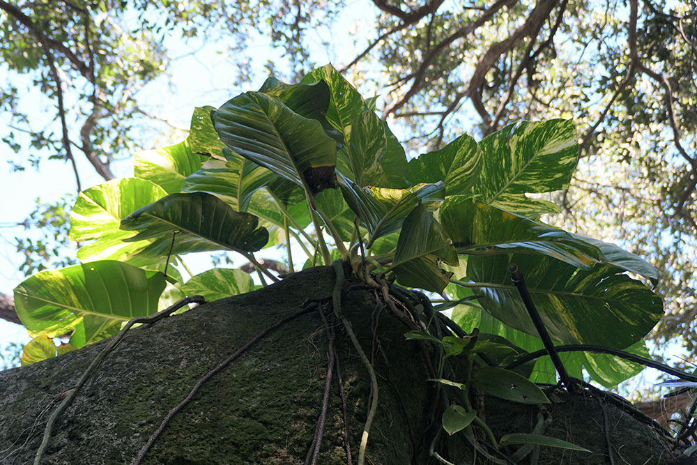 Container Planting of Hawaiian Pothos