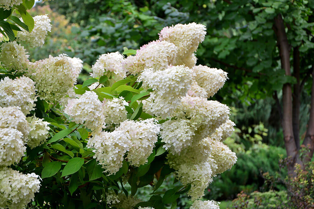 Hydrangea paniculata