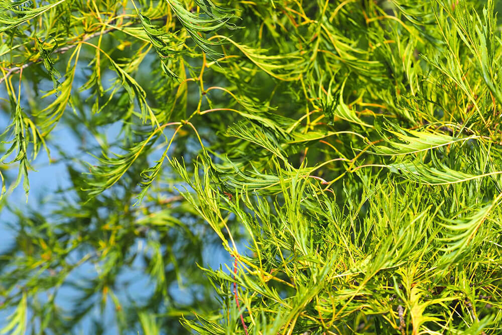 Alnus glutinosa var. imperialis