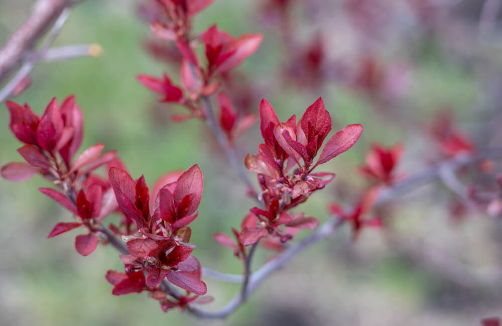 Growing purple leaf sand cherry