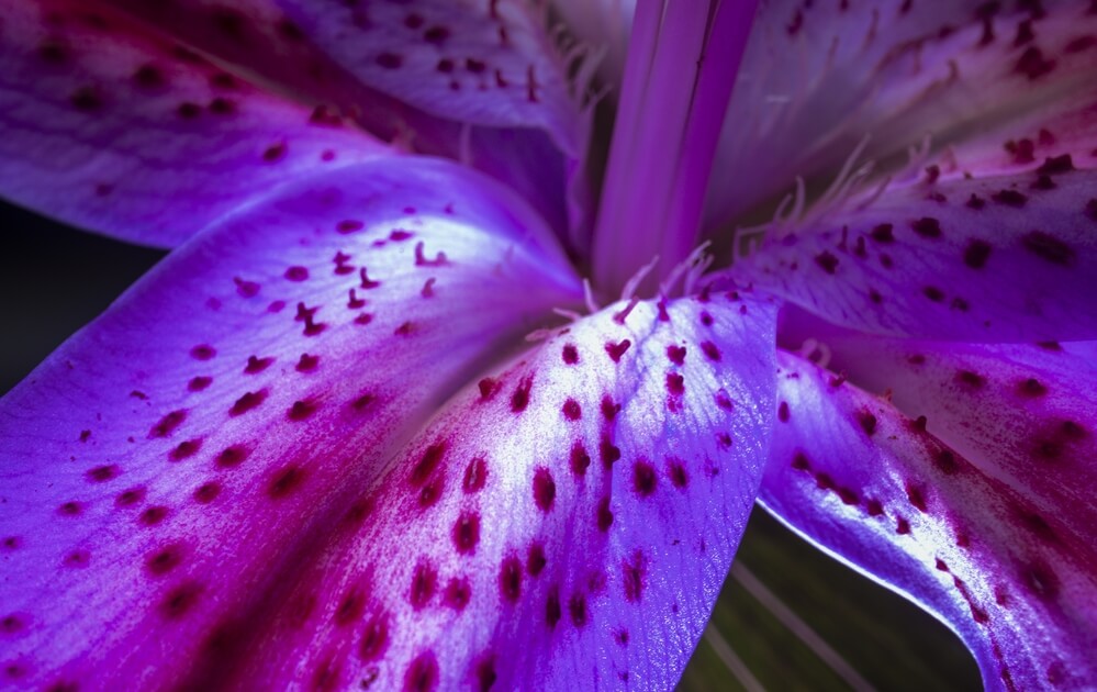 Varieties of Stargazer Lilies