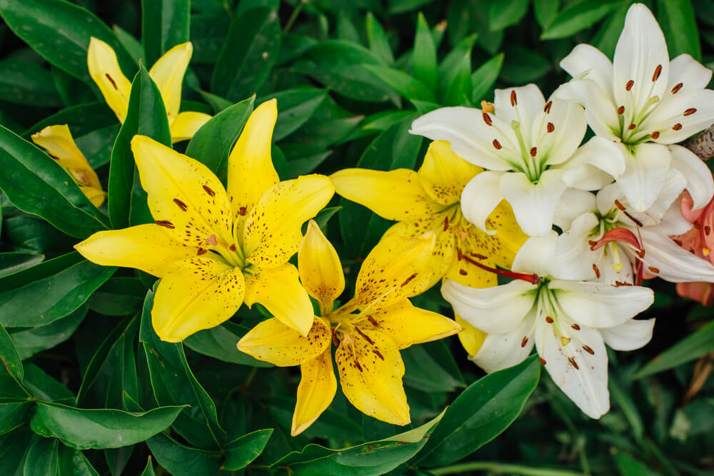 Tiger lily varieties