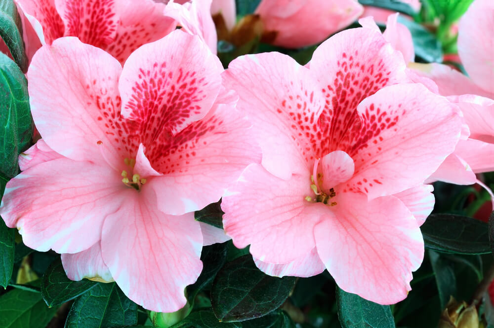 Rhododendron