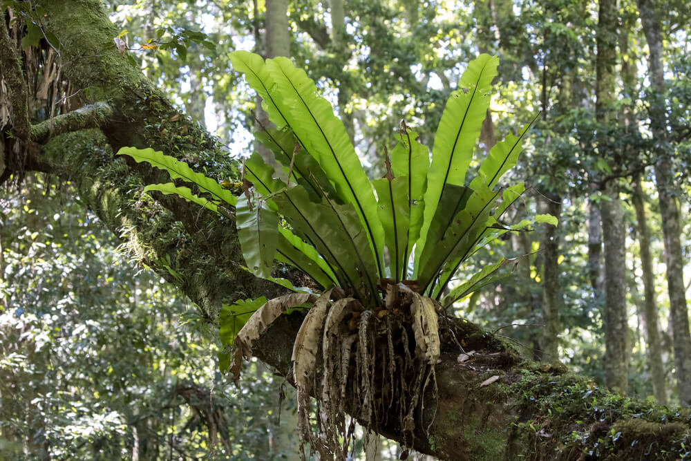 Nephrolepis exaltata