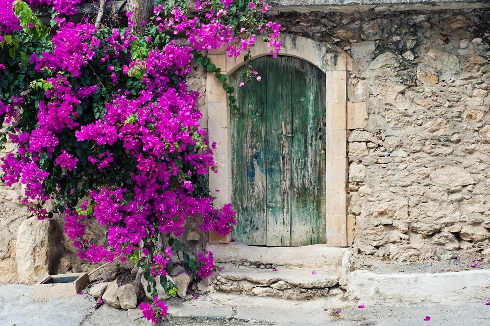 Bougainvillea