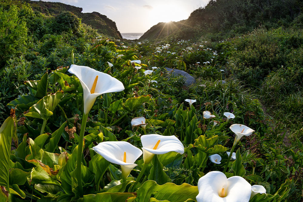 Zantedeschia