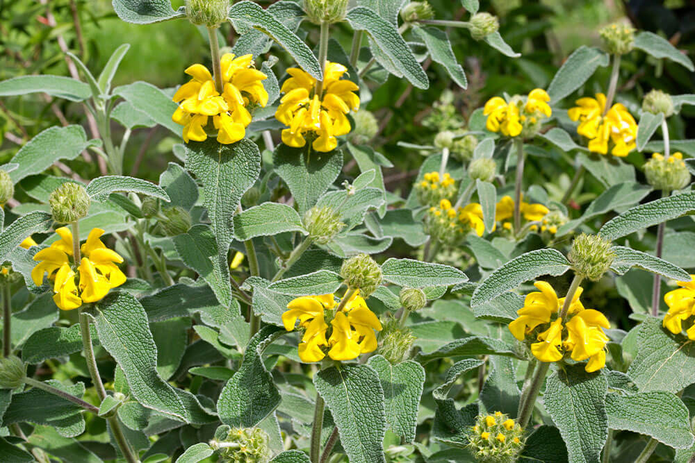 Phlomis fruticosa