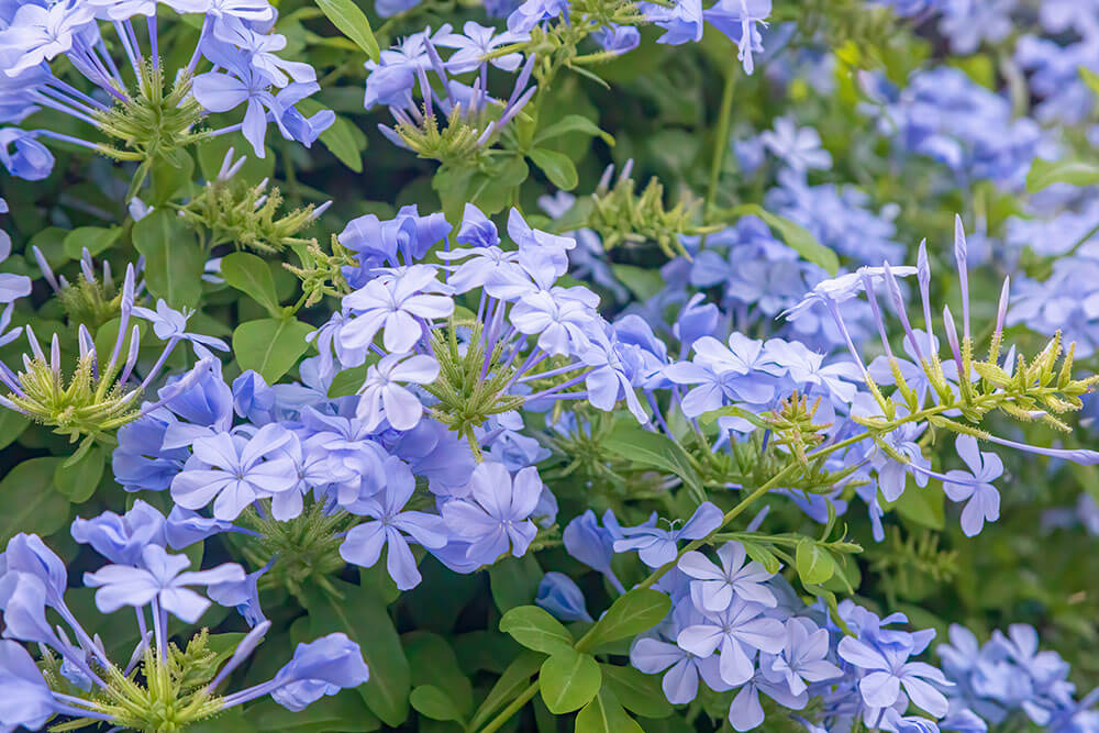 Plumbago spp.