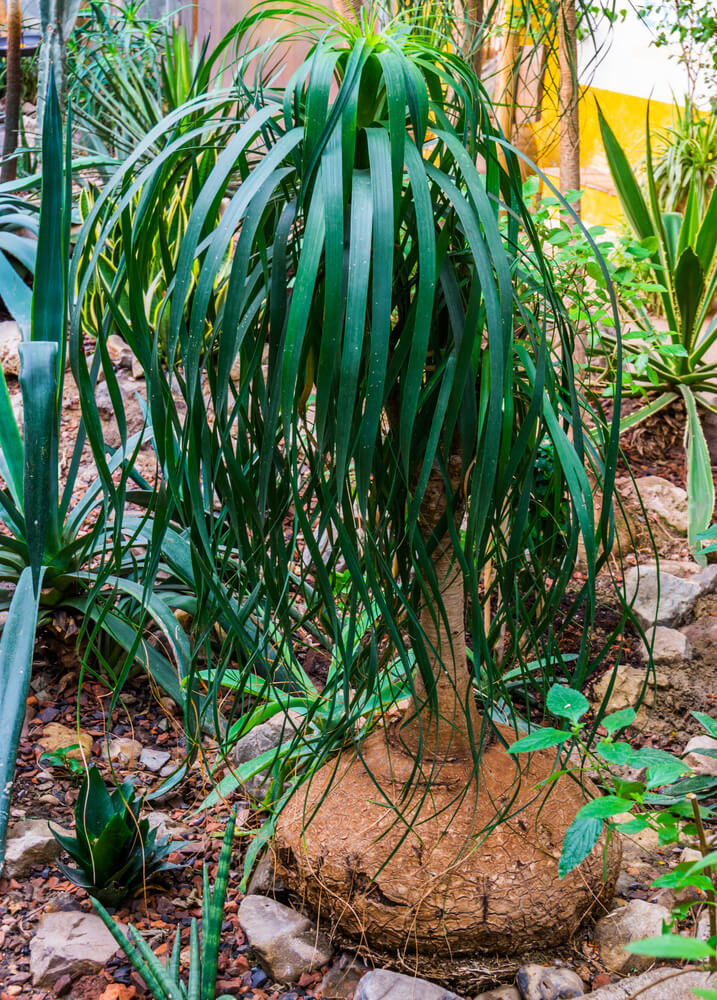 Pruning ponytail palm tree