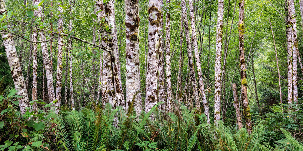 Alnus rubra