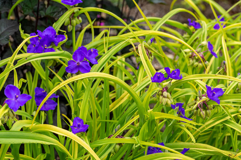 Tradescantia spp.