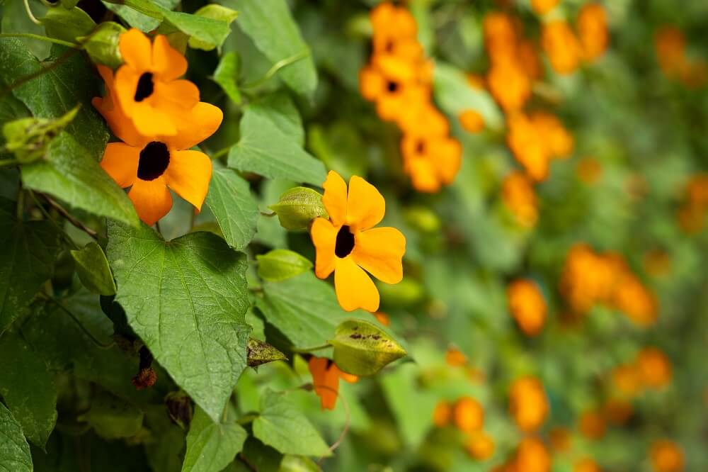 Thunbergia alata