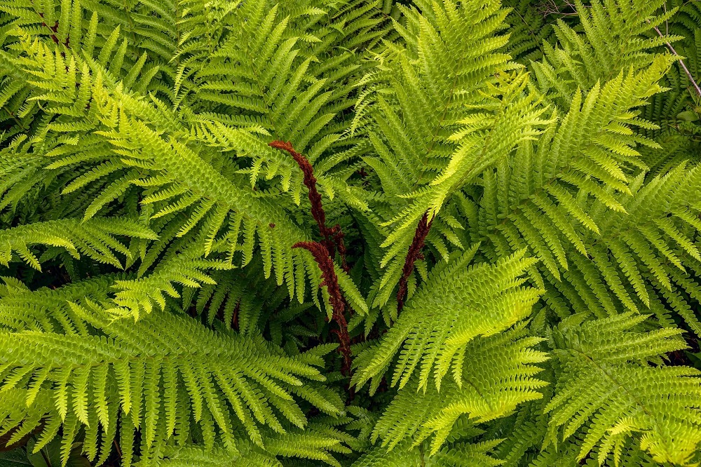 Osmunda cinnamomea