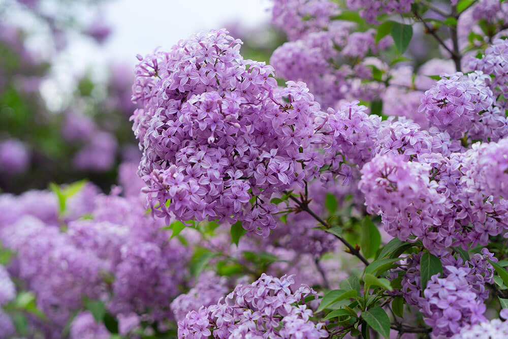 Syringa spp