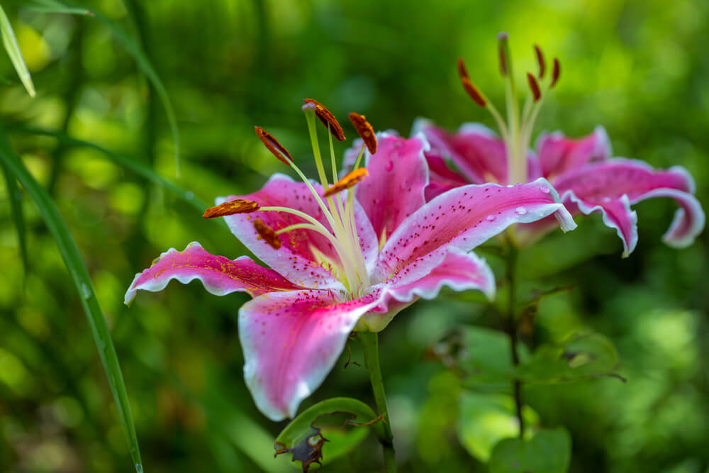 Thriving stargazer lily