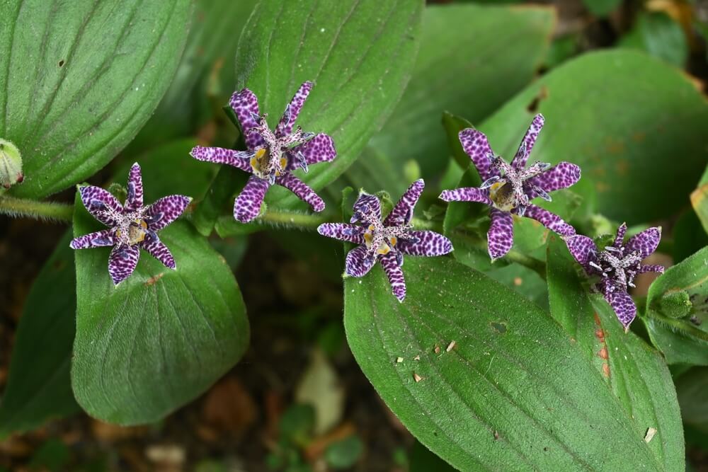 Tricyrtis hirta