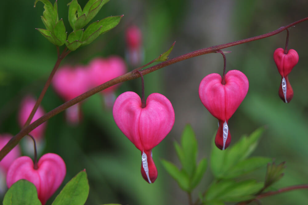 Lamprocapnos spectabilis