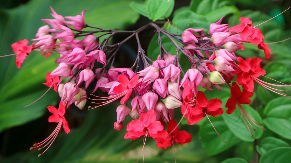 Clerodendrum thomsoniae