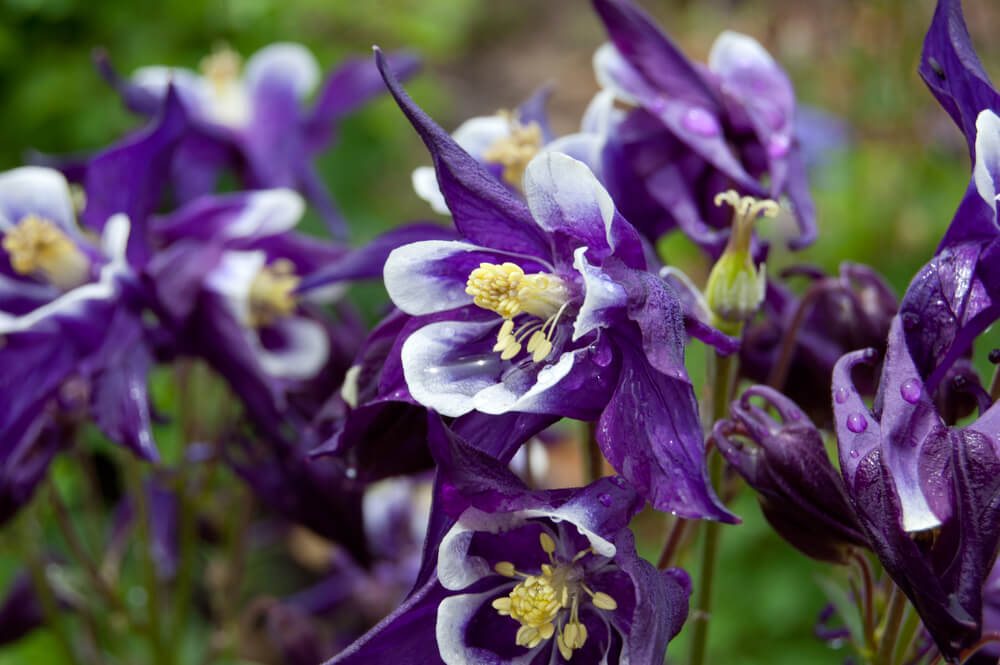 Aquilegia