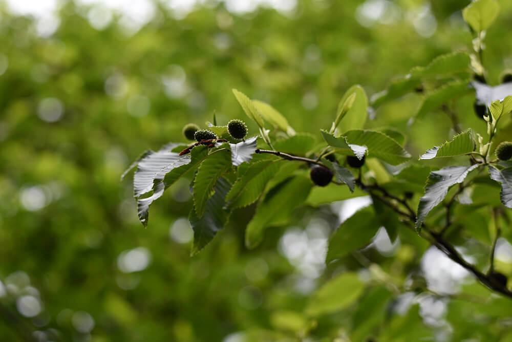 Alnus sieboldiana