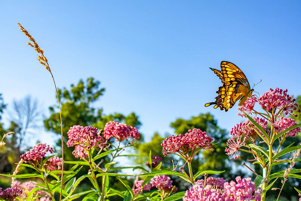 Asclepias incarnata