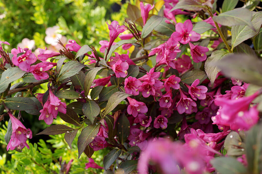 Weigela florida