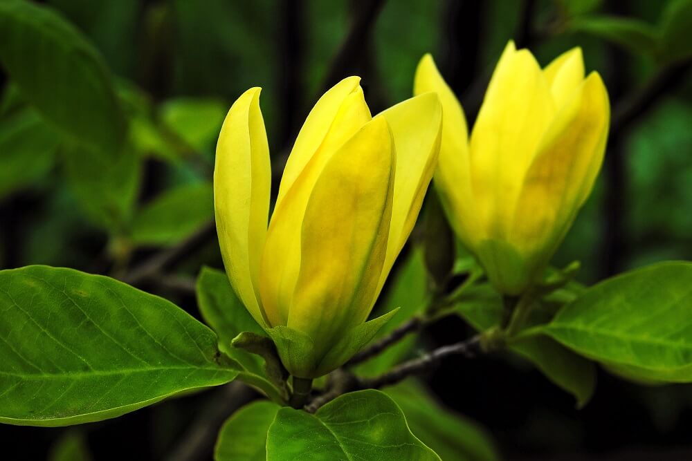 Magnolia Yellow Bird