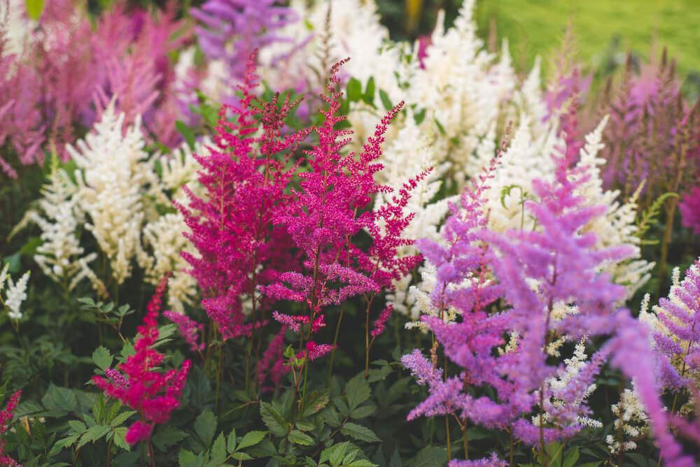 Astilbe spp.