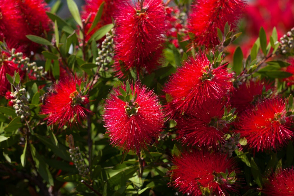 Fothergilla gardenii