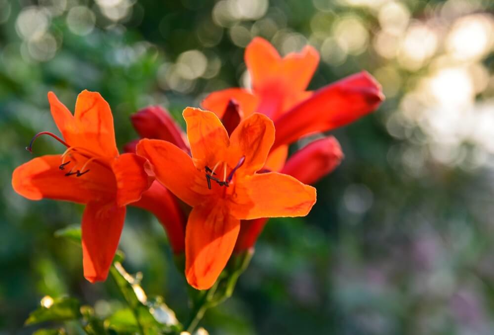 Tecoma capensis