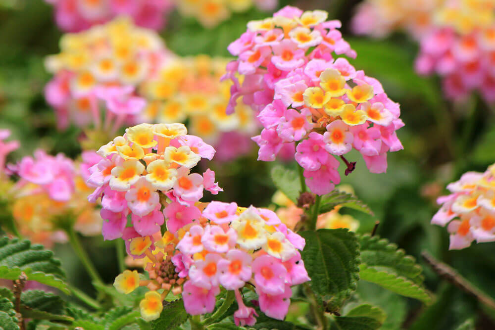 Lantana spp.