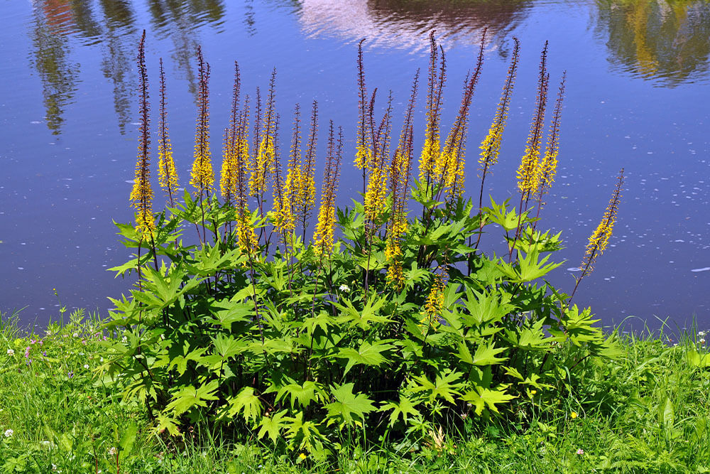 Ligularia