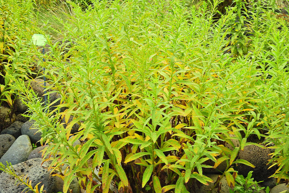 Solidago sempervirens