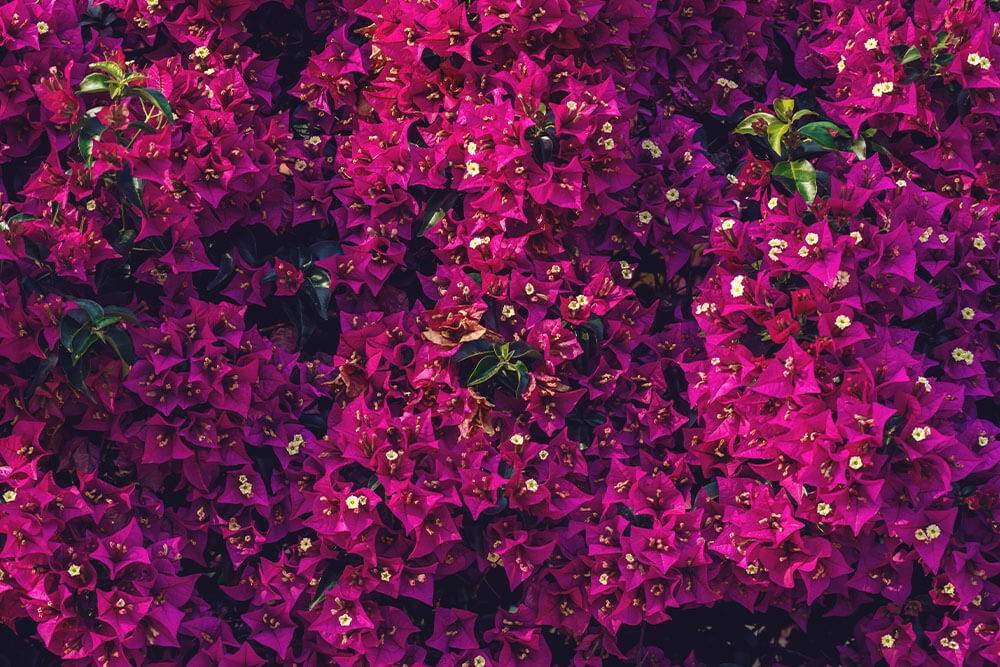 Bougainvillea spp.