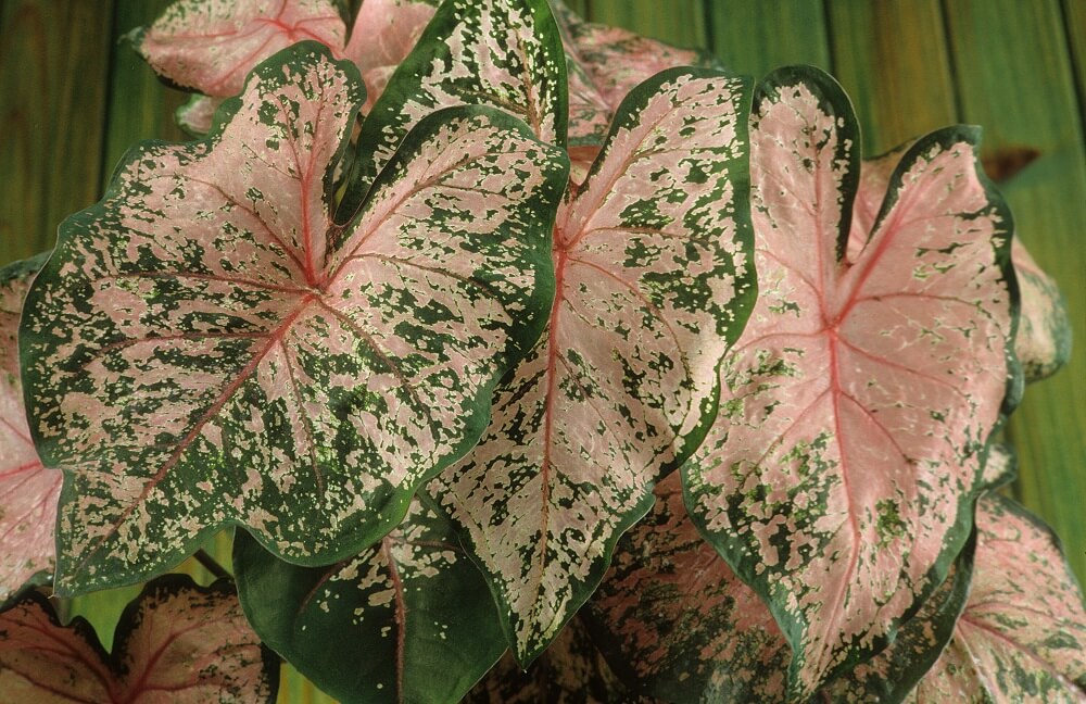 Caladium bicolor