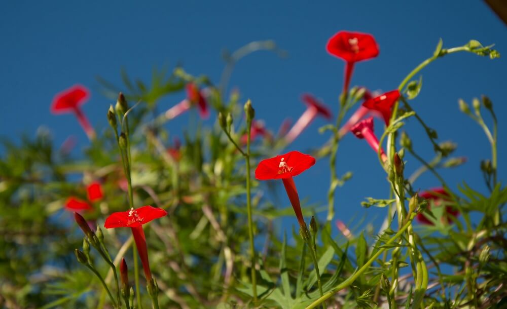 Ipomoea quamoclit