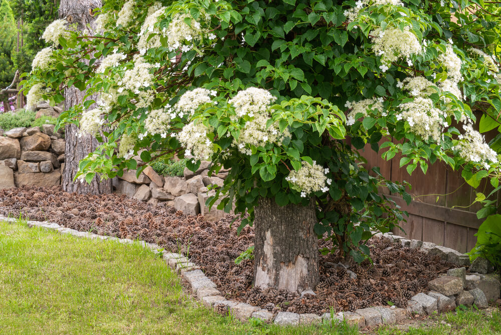 Hydrangea anomala