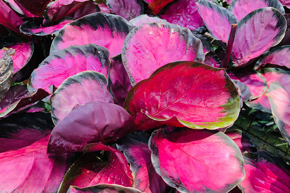 Calathea roseopicta Rosy