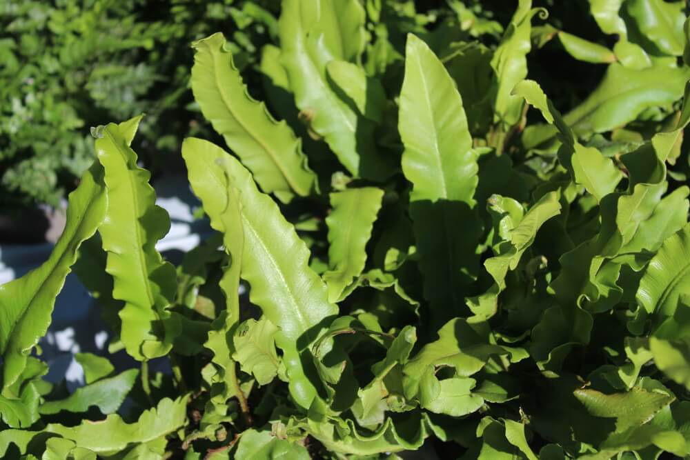 Asplenium scolopendrium