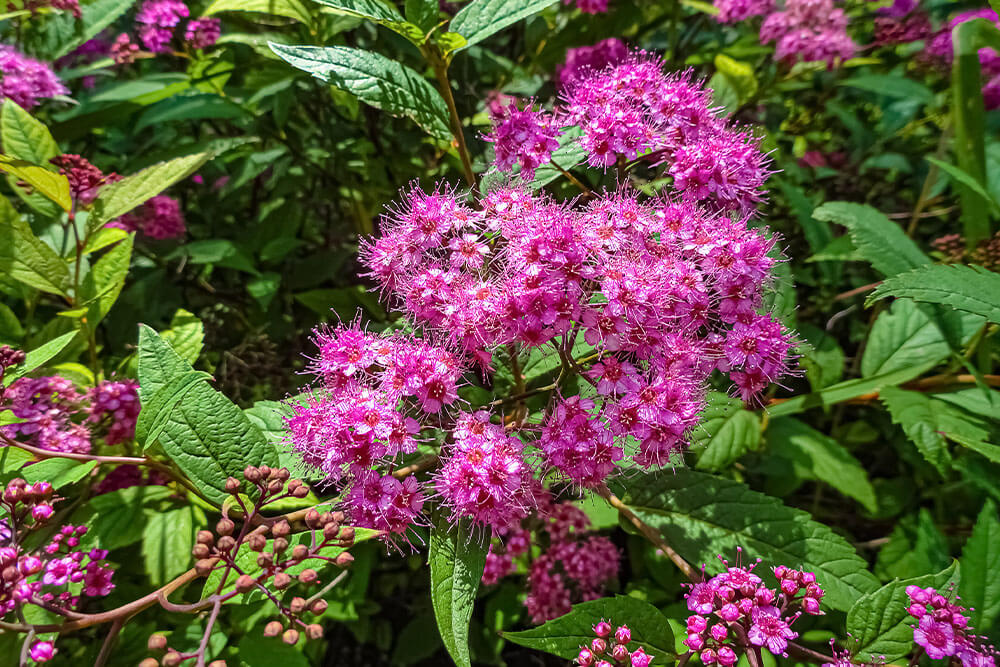 Spiraea japonica