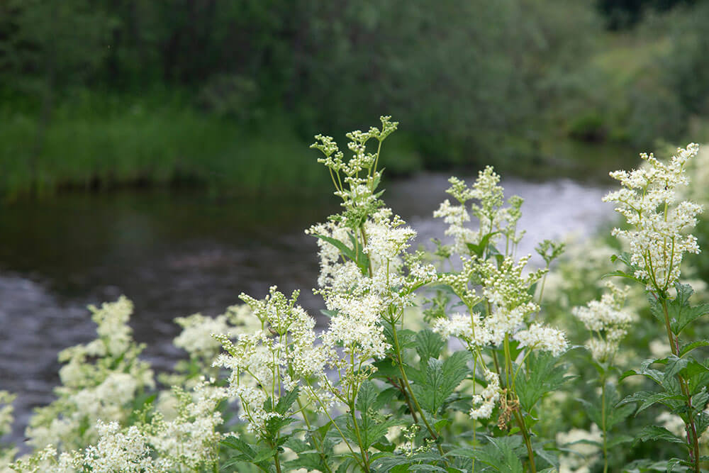 Filipendula ulmaria