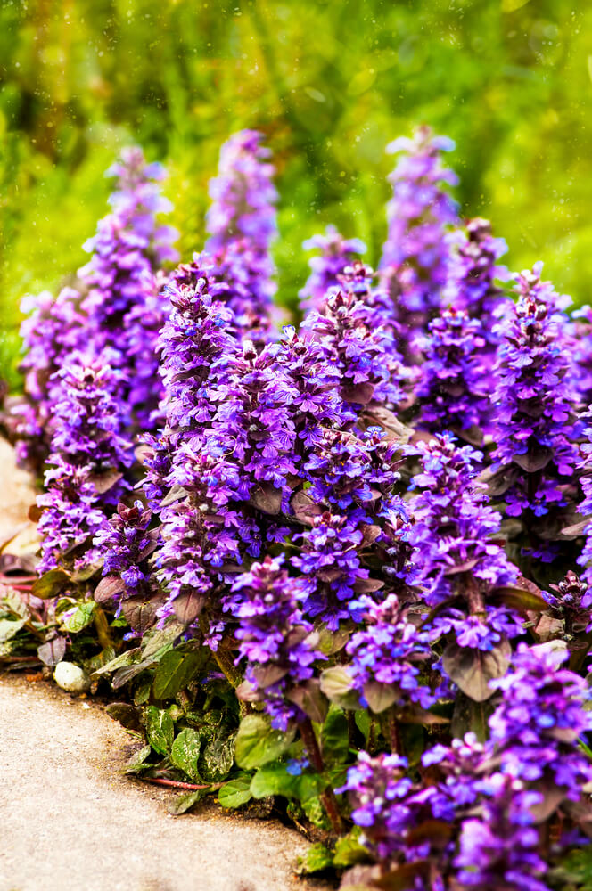 Ajuga reptans