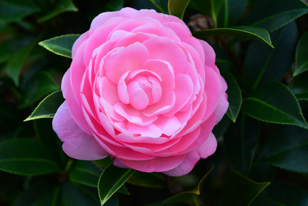 Camellia japonica