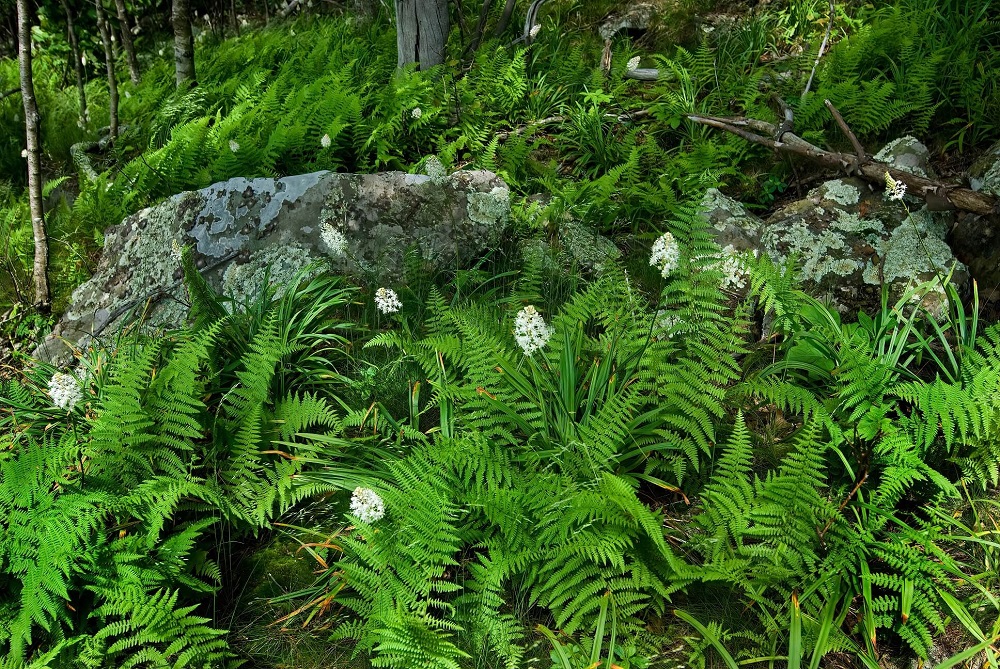 Lamprocapnos spectabilis