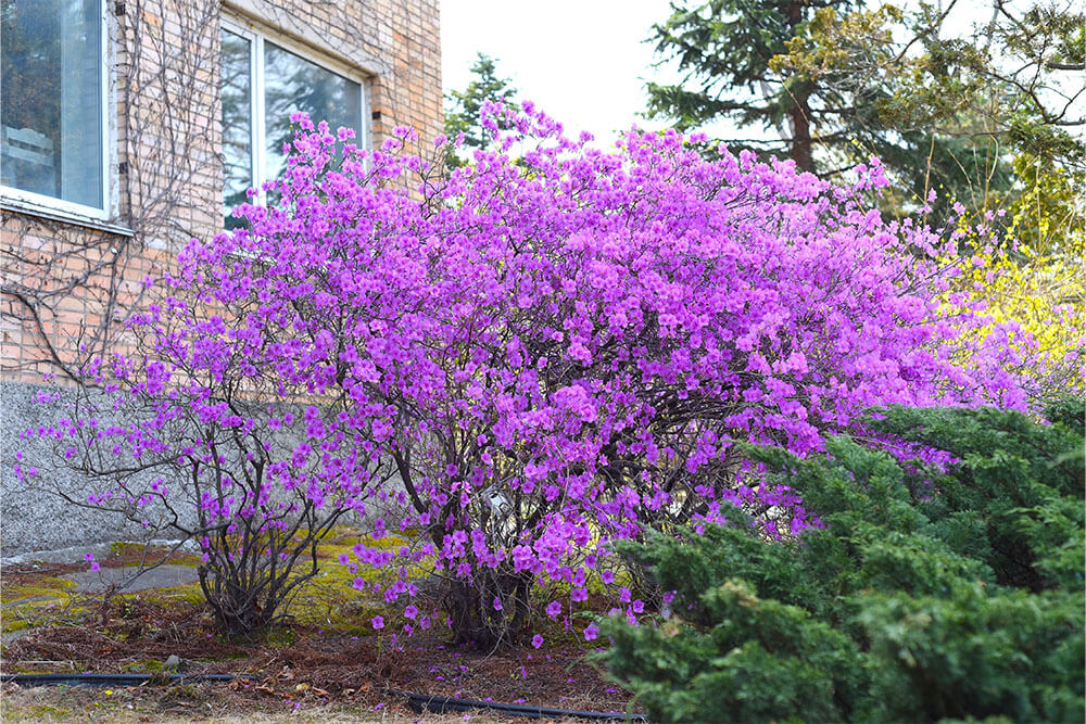 Rhododendron mucronulatum