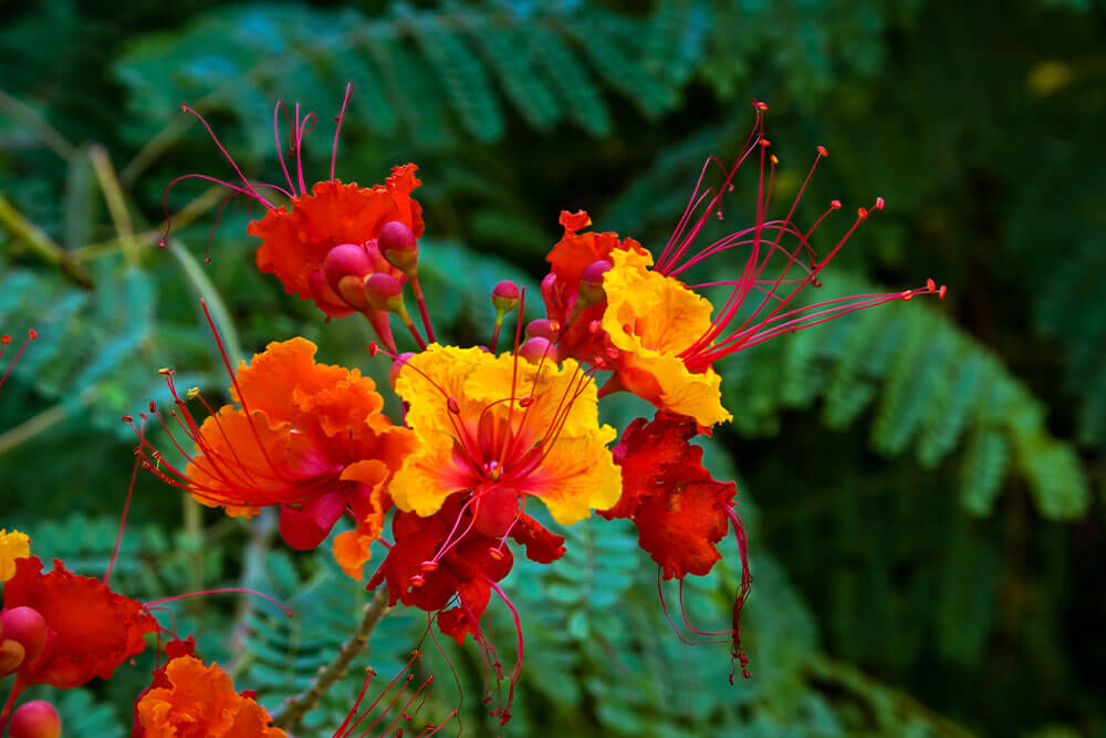 Caesalpinia pulcherrima